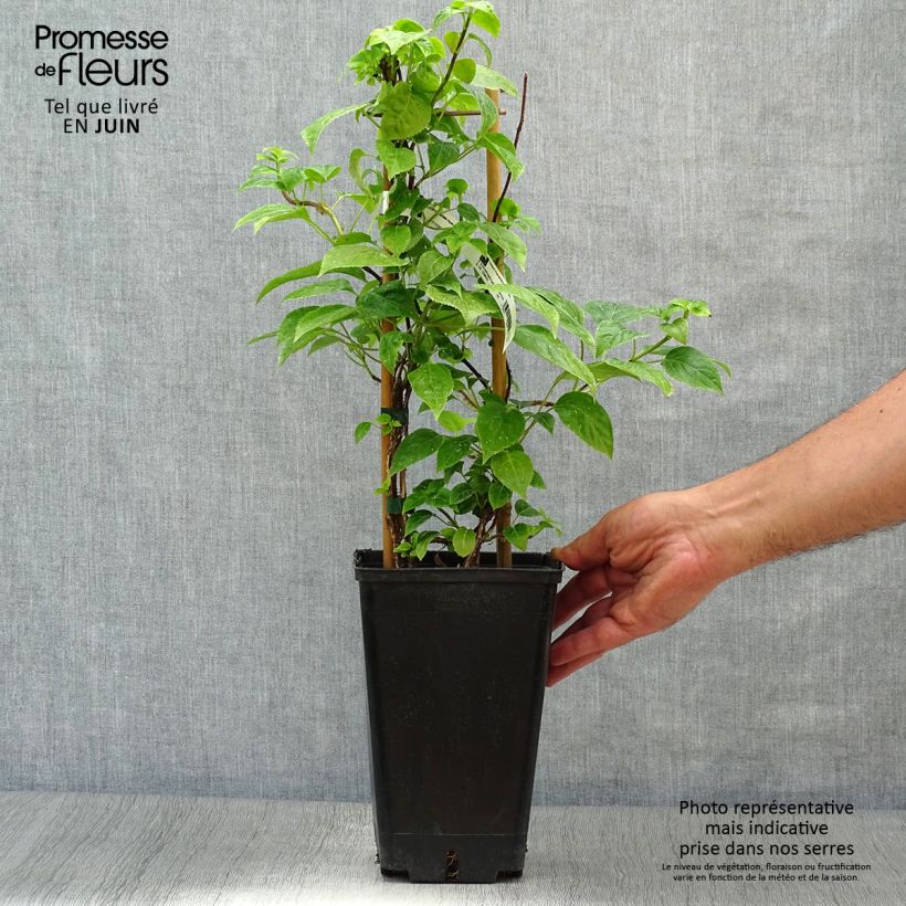 Spécimen de Schizophragma hydrangeoïdes Pot de 2L/3L tel que livré en été