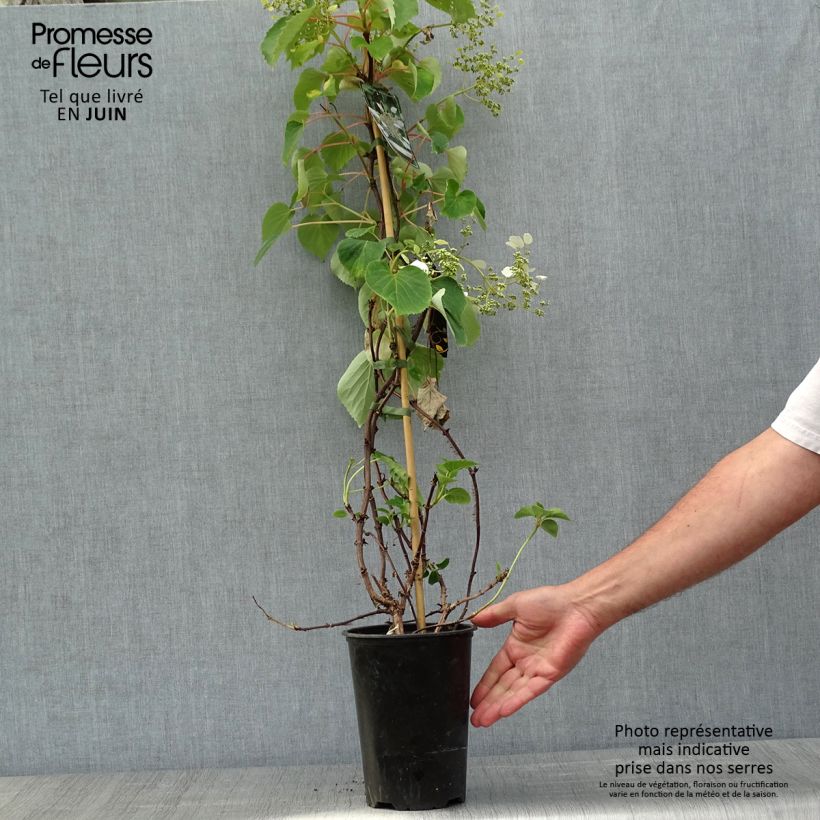 Spécimen de Schizophragma hydrangeoïdes Pot de 2L/3LHauteur livrée env. 30/40cm tel que livré au printemps
