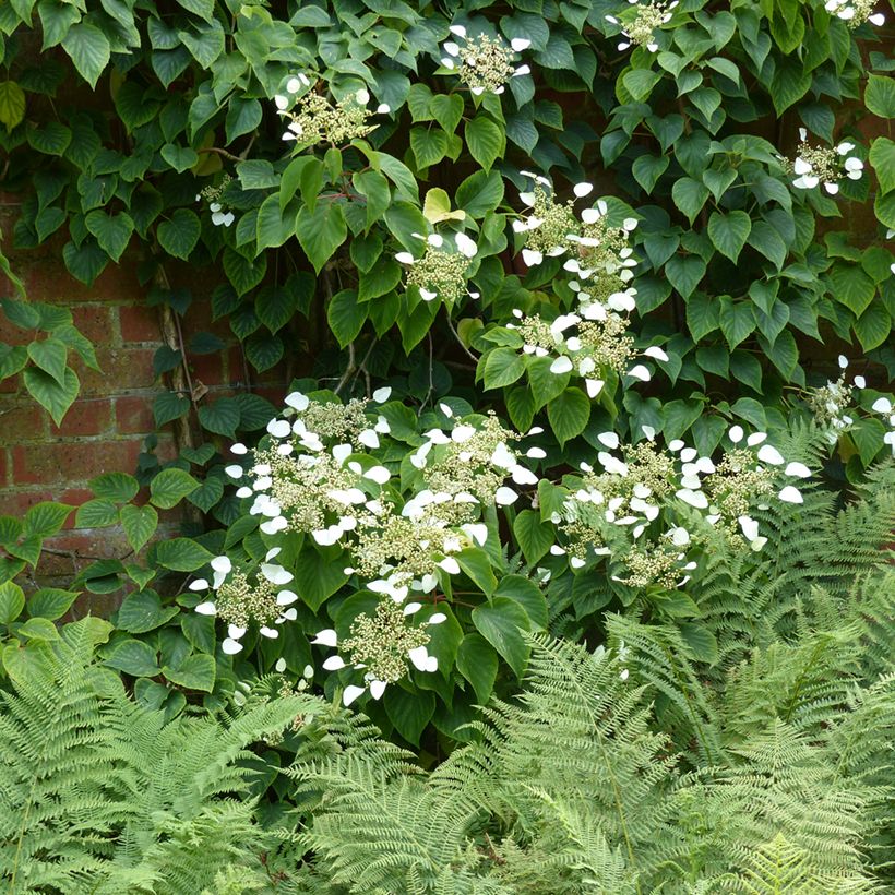 Schizophragma hydrangeoïdes (Port)