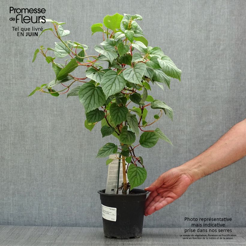 Spécimen de Schizophragma hydrangeoides Moonlight Pot de 2L/3L tel que livré en été