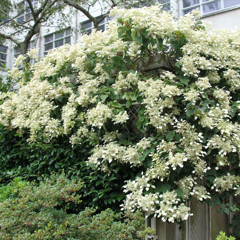 Schizophragma hydrangeoïdes Red Rhapsody MonLaBaHe (Port)