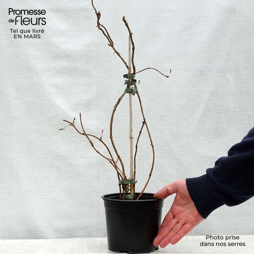 Spécimen de Schizophragma hydrangeoides Rose Sensation (Roseum) Pot de 2L/3LHauteur livrée env. 30/40cm tel que livré au printemps