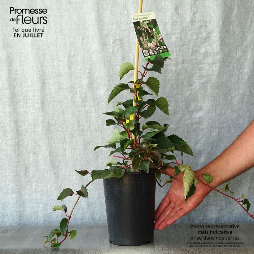 Spécimen de Schizophragma hydrangeoides Rose Sensation (Roseum) Pot de 2L/3L tel que livré en été
