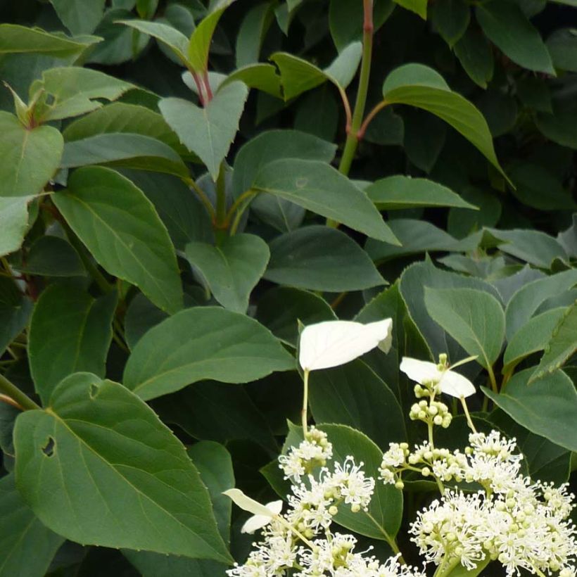 Schizophragma hydrangeoides Windmills (Feuillage)