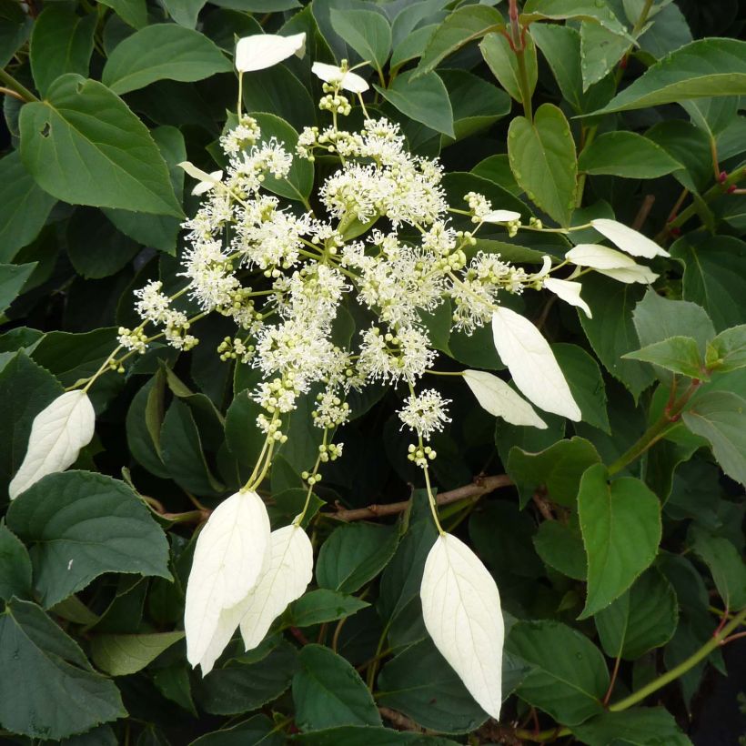 Schizophragma hydrangeoides Windmills (Floraison)