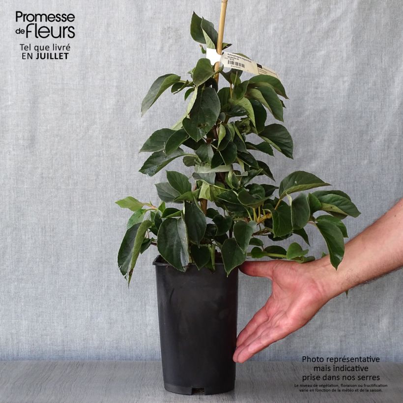 Example of Schizophragma hydrangeoides Windmills as you get in ete