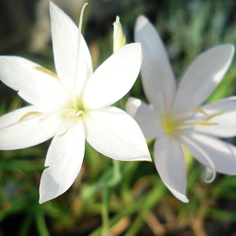 Schizostylis coccinea Alba, Lis des Cafres (Floraison)