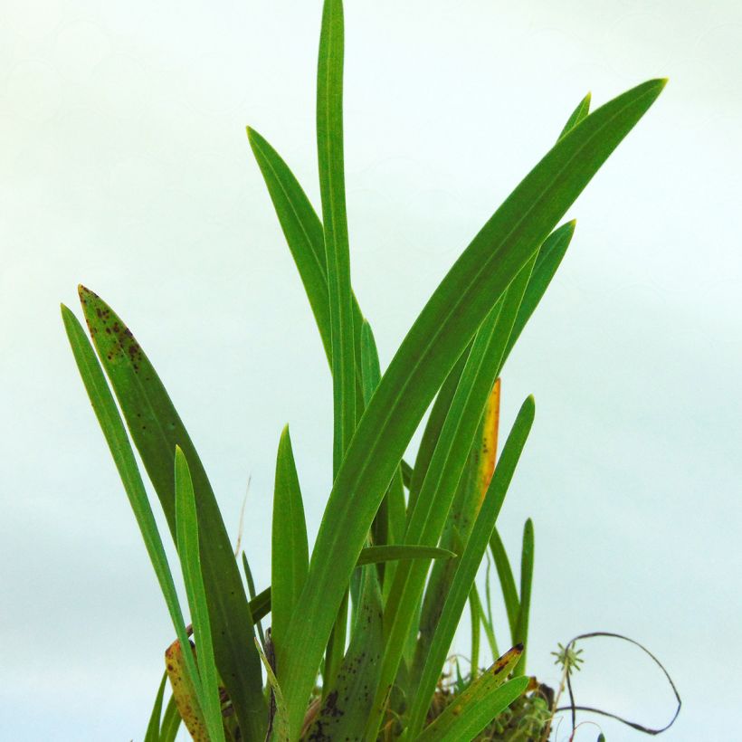 Schizostylis cocc.Mrs Hegarty - Lis des Cafres (Feuillage)