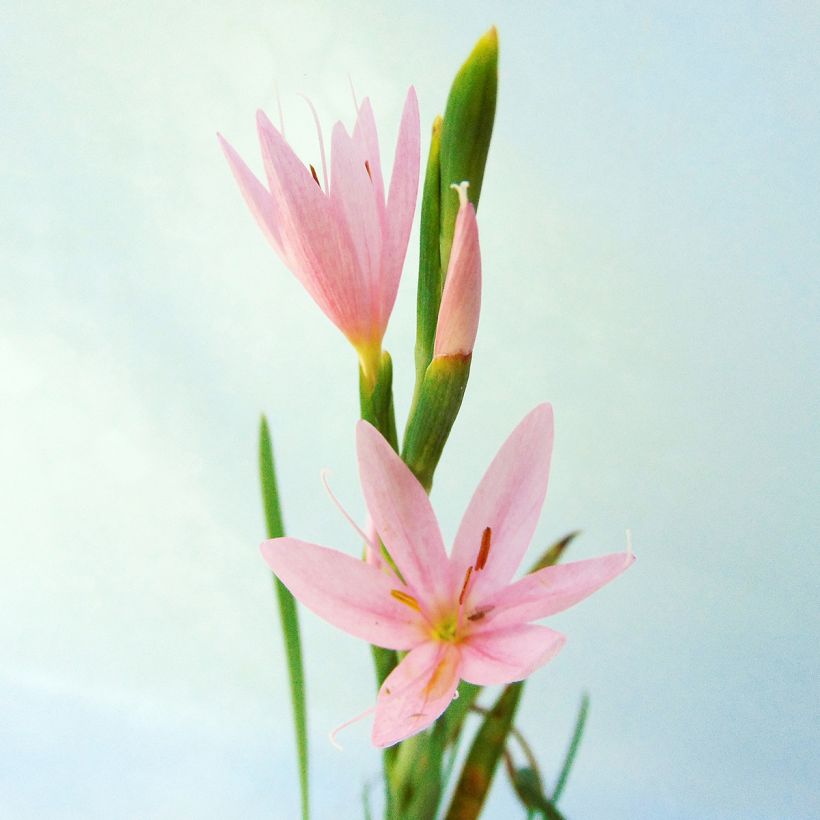 Schizostylis cocc.Mrs Hegarty - Lis des Cafres (Floraison)