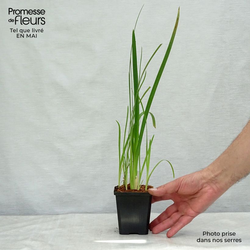 Spécimen de Schizostylis cocc.Mrs Hegarty - Lis des Cafres Godet de 9cm tel que livré au printemps