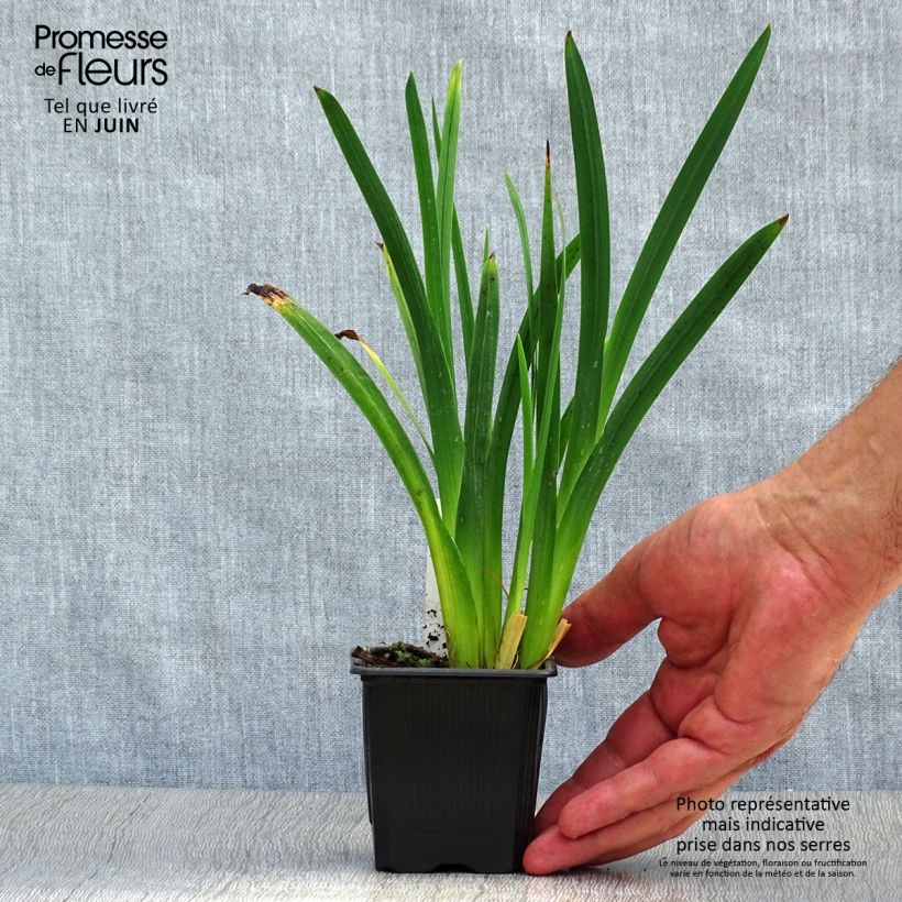 Spécimen de Schizostylis cocc.Mrs Hegarty - Lis des Cafres Godet de 8/9 cm tel que livré en été