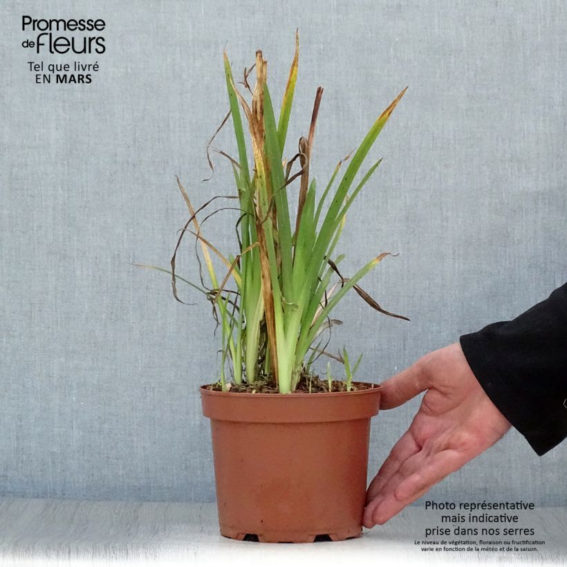 Spécimen de Schizostylis cocc.Mrs Hegarty - Lis des Cafres Pot de 2L/3L tel que livré au printemps