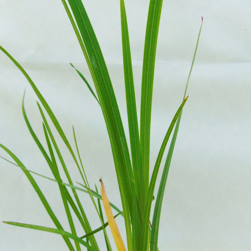 Schizostylis coccinea Alba, Lis des Cafres (Feuillage)