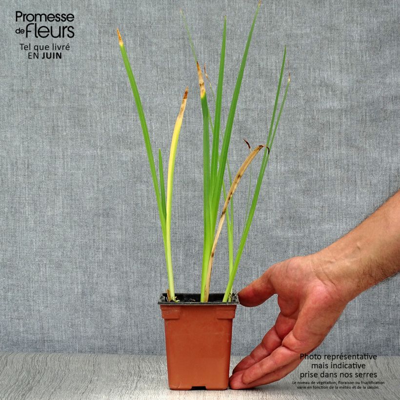 Spécimen de Schizostylis coccinea Alba, Lis des Cafres Godet de 7/8 cm tel que livré en été