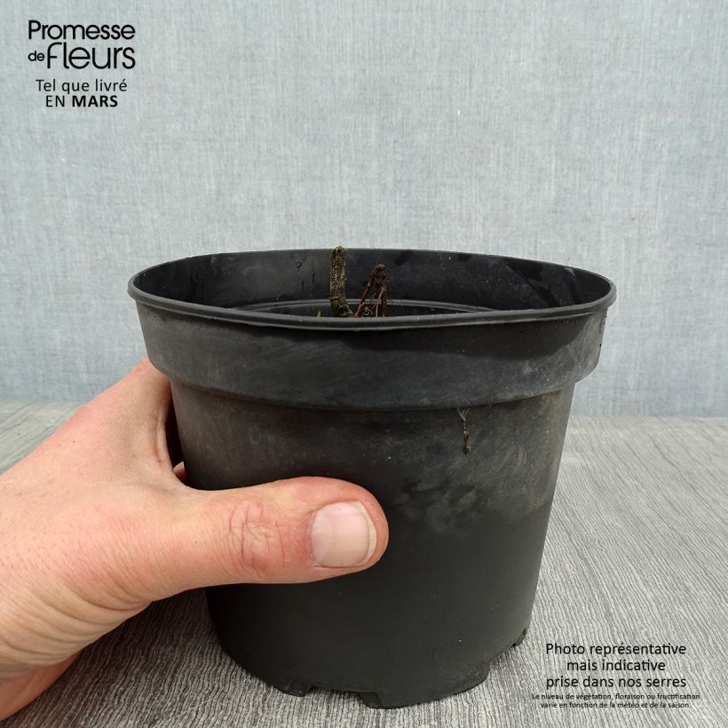 Spécimen de Schizostylis coccinea Alba, Lis des Cafres Pot de 2L/3L tel que livré en hiver