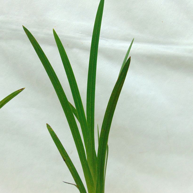 Schizostylis coccinea Major, Lis des Cafres (Feuillage)