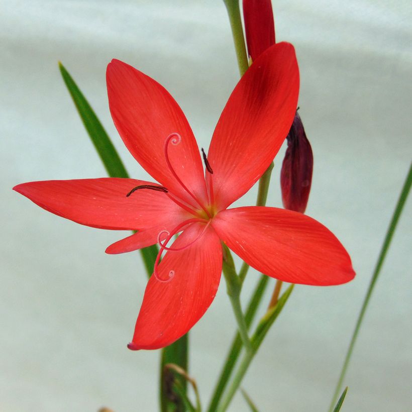 Schizostylis coccinea Major, Lis des Cafres (Floraison)