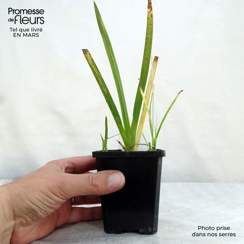 Spécimen de Schizostylis coccinea Major, Lis des Cafres Godet de 7/8cm tel que livré au printemps