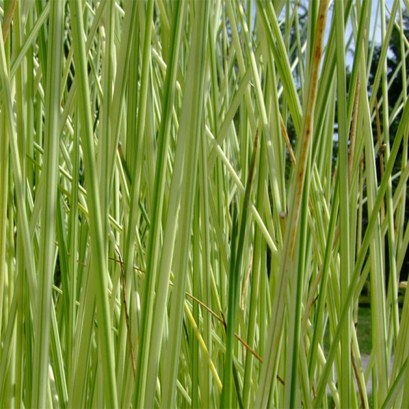 Schoenoplectus lacustris Albescens - Scirpe aigu panaché (Feuillage)