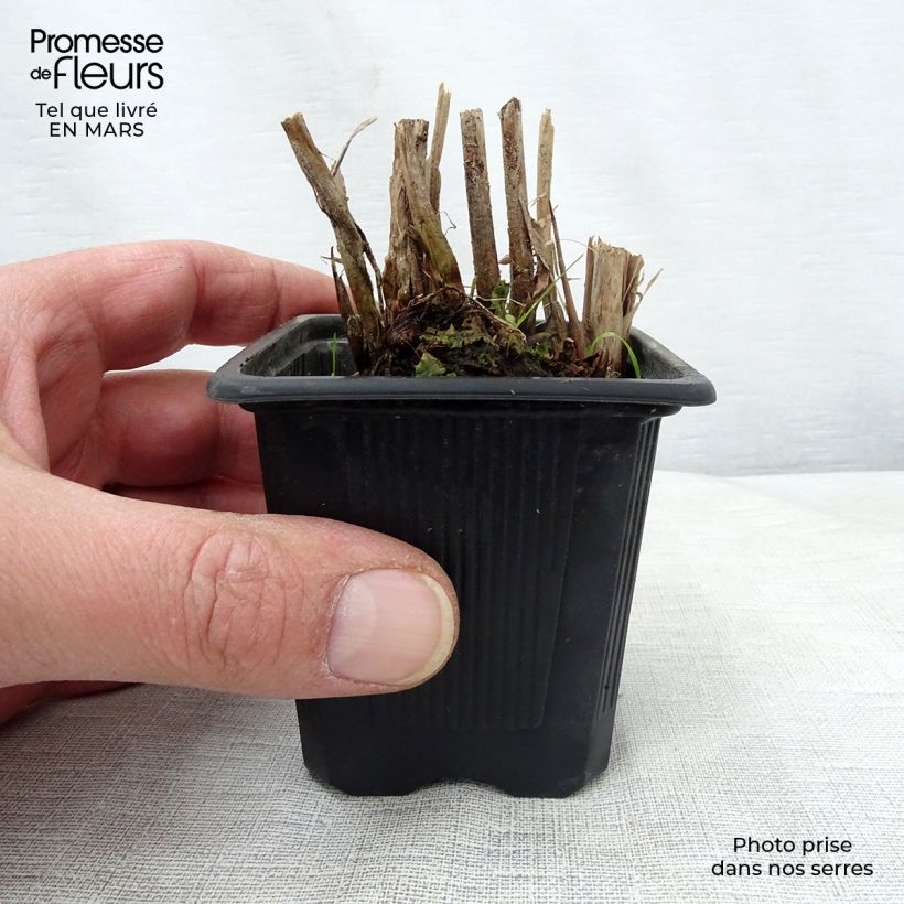 Spécimen de Schoenoplectus lacustris Albescens - Scirpe aigu panaché. Godet de 9cm tel que livré au printemps
