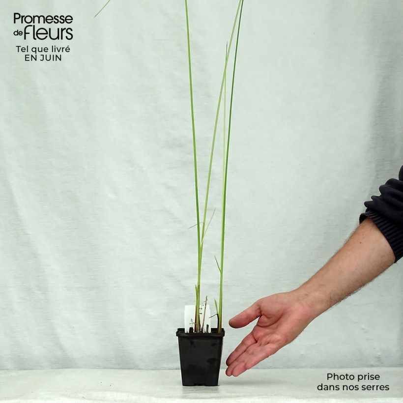 Spécimen de Schoenoplectus lacustris Albescens - Scirpe aigu panaché Godet de 8/9 cm tel que livré en été