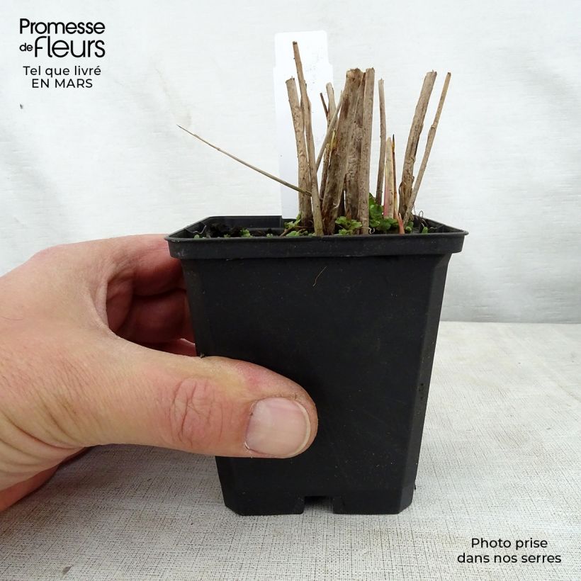 Spécimen de Schoenoplectus tabernaemontani Zebrinus - Scirpe aigu à tiges zébrées Godet de 9cm tel que livré au printemps