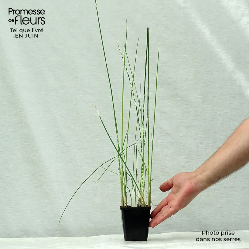 Spécimen de Schoenoplectus tabernaemontani Zebrinus - Scirpe aigu à tiges zébrées Godet de 8/9 cm tel que livré en été