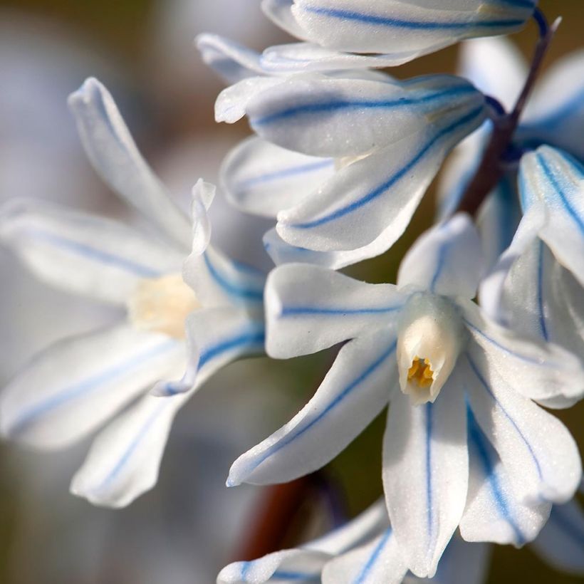 Scille mischtschenkoana Tubergeniana (Floraison)