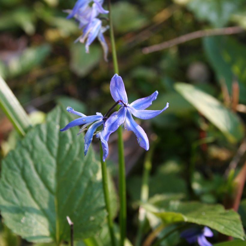 Scilla siberica - Scille de Sibérie (Floraison)