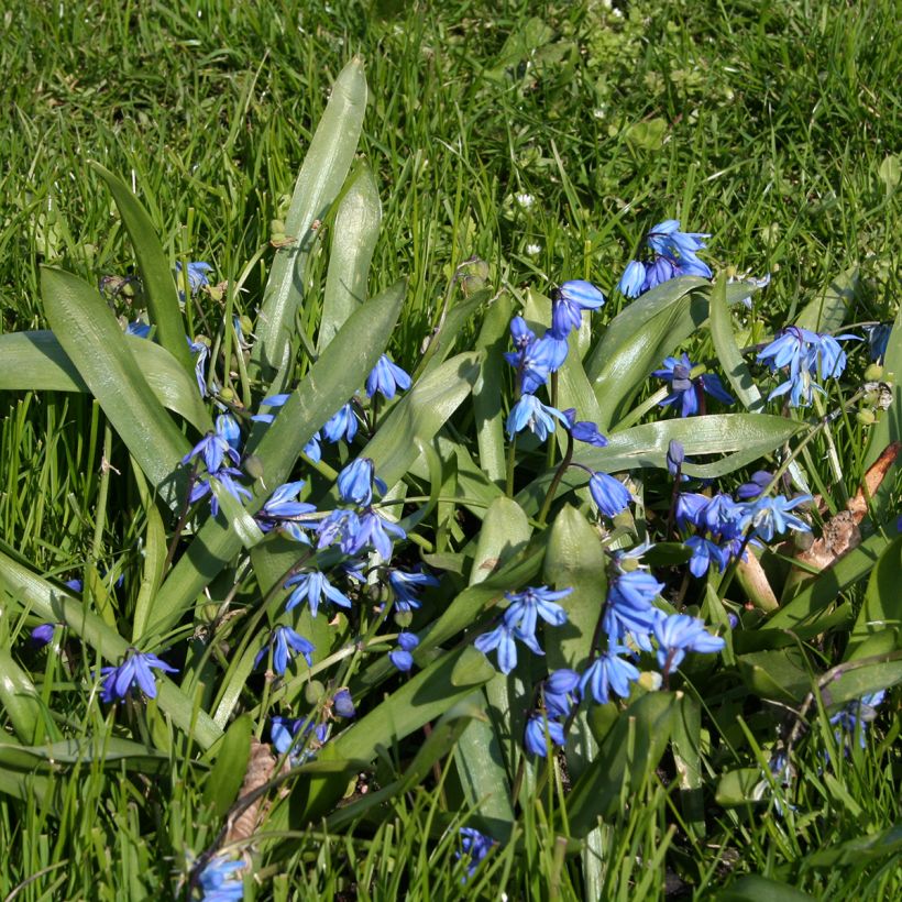 Scilla siberica - Scille de Sibérie (Port)