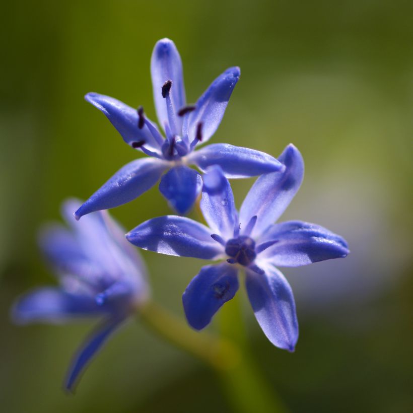 Scille bifolia (Floraison)