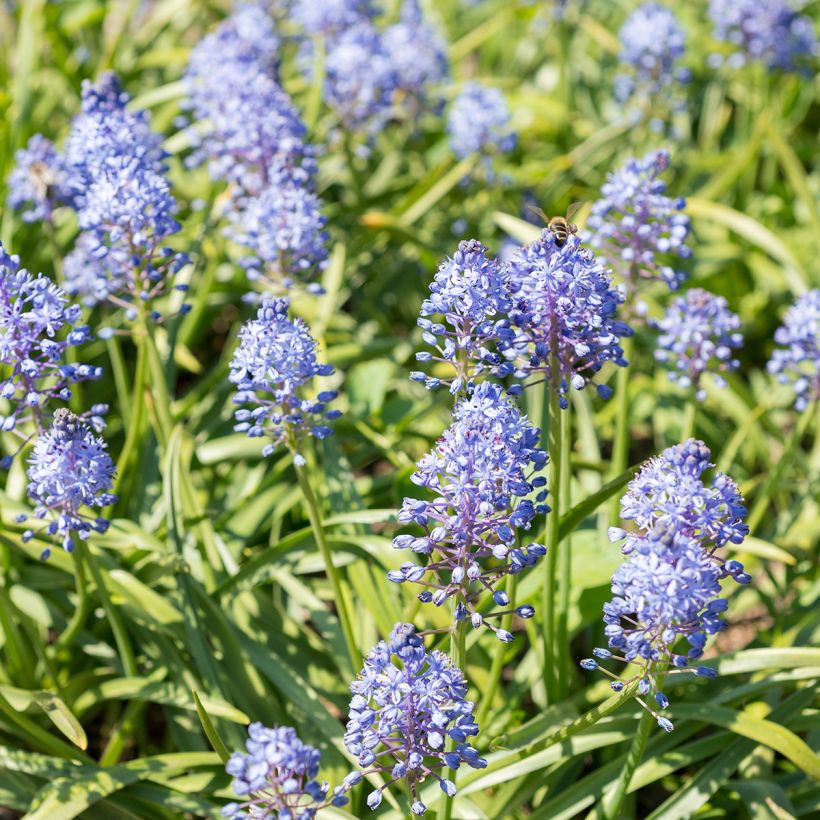 Scille des prés - Scilla litardierei (Port)