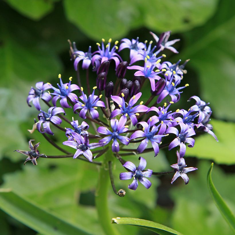 Scille du Pérou - Scilla peruviana (Floraison)