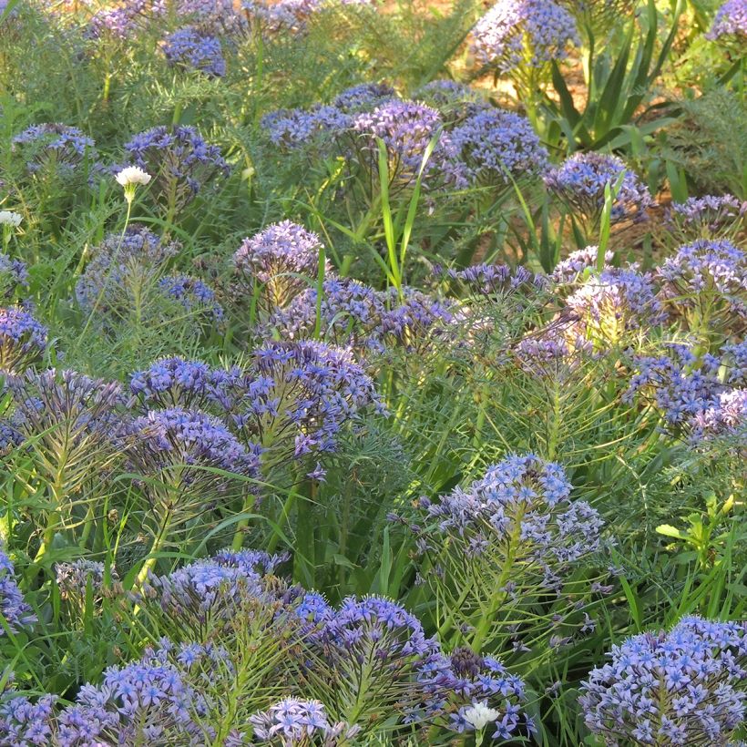 Scille du Pérou - Scilla peruviana (Port)