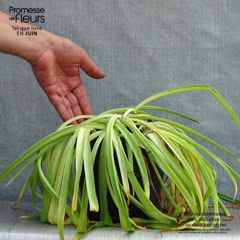 Spécimen de Scille du Pérou - Scilla peruviana Pot de 3L/4L tel que livré en été