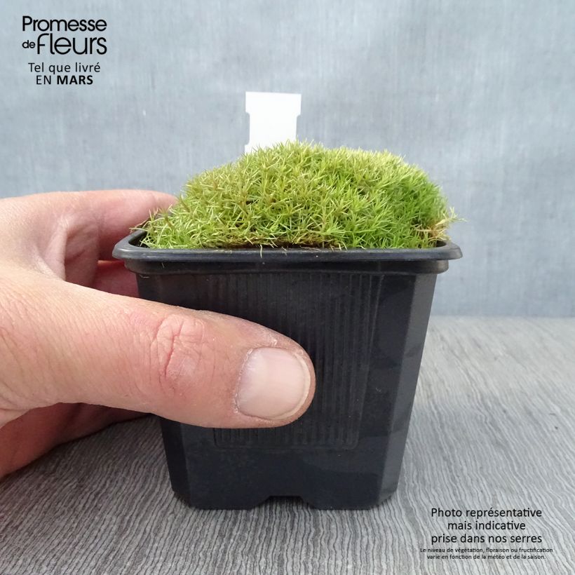 Spécimen de Scleranthus uniflorus - Scléranthe - Godet de 8/9cm tel que livré au printemps
