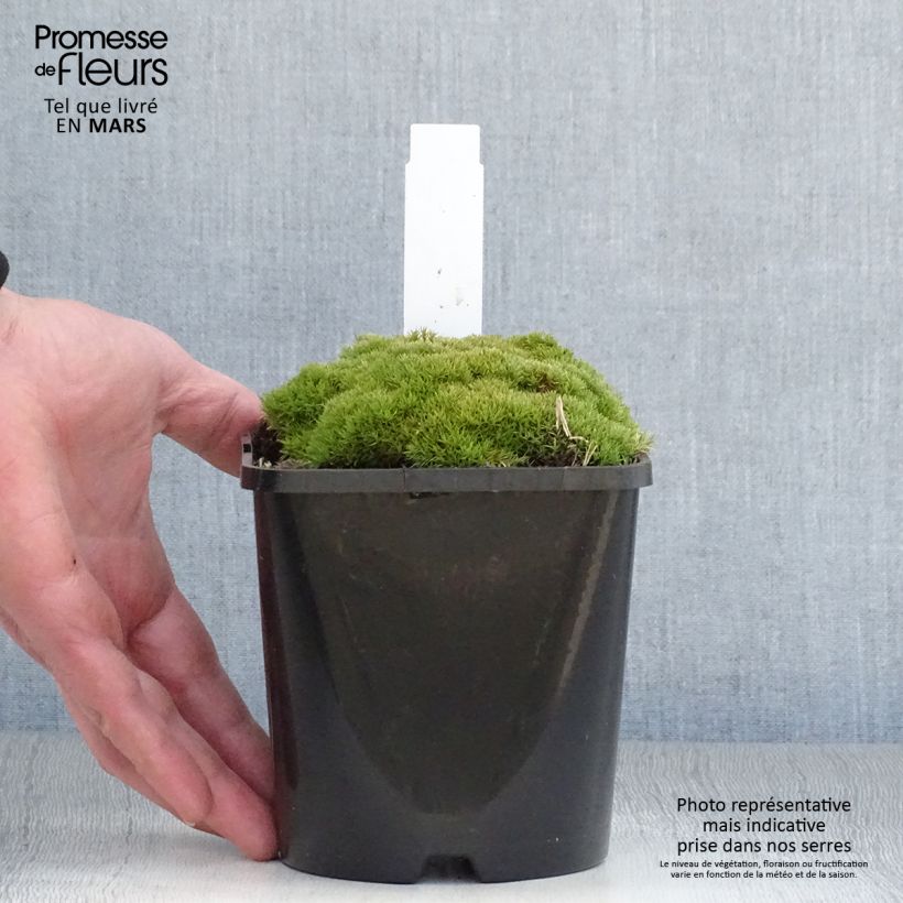 Spécimen de Scleranthus uniflorus - Scléranthe - Pot de 1.5L/2L tel que livré au printemps