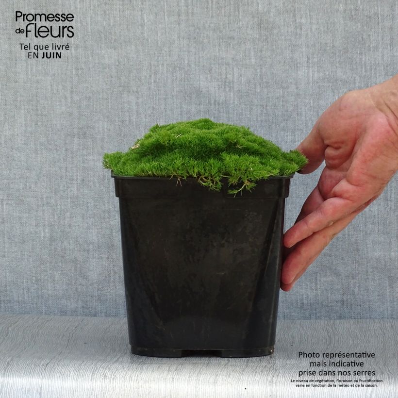 Spécimen de Scleranthus uniflorus - Scléranthe  Pot de 3L/4L tel que livré en été