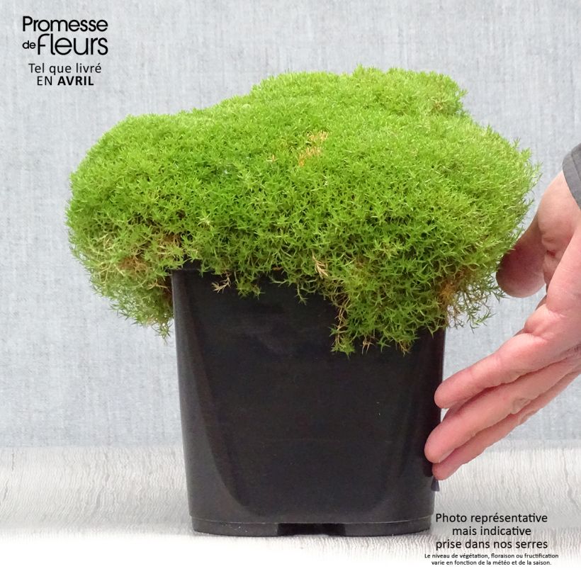 Spécimen de Scleranthus uniflorus - Scléranthe - Pot de 3L/4L tel que livré au printemps