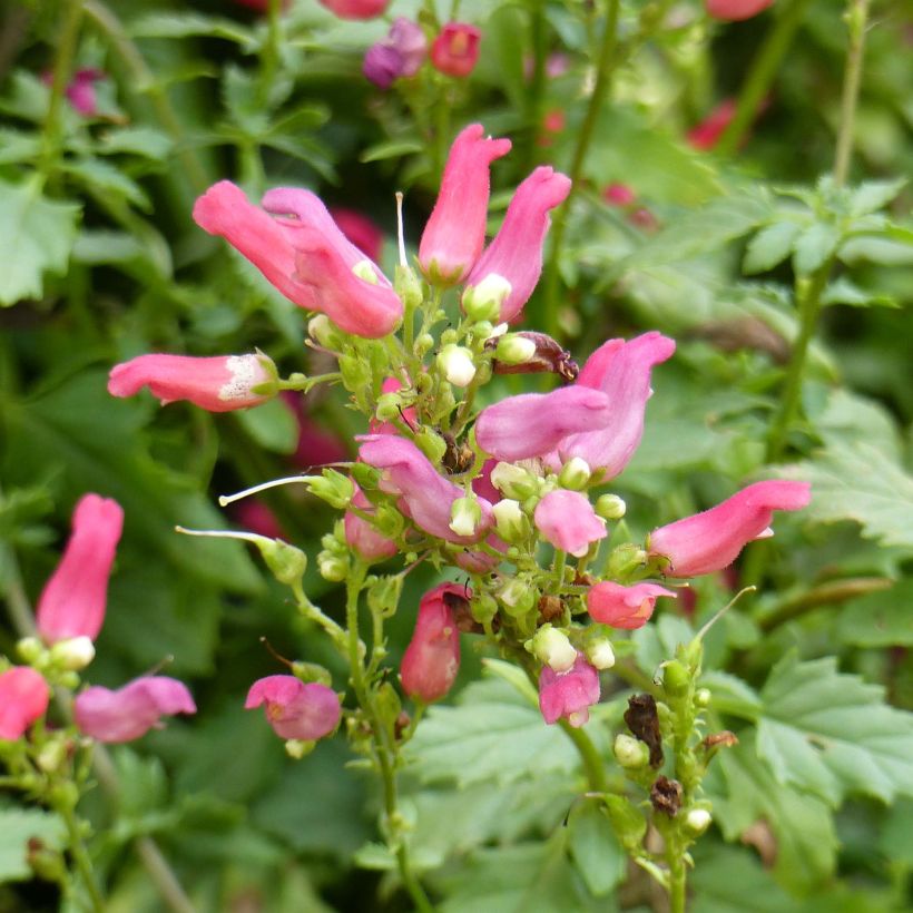 Scrophularia Cardinale Red (Floraison)