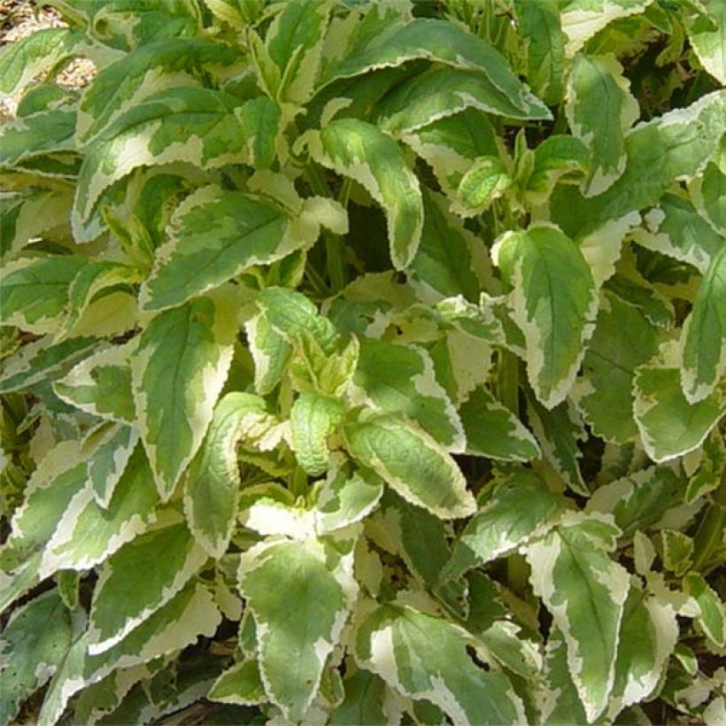 Scrophularia auriculata Variegata - Scrofulaire à oreillettes panachée (Feuillage)