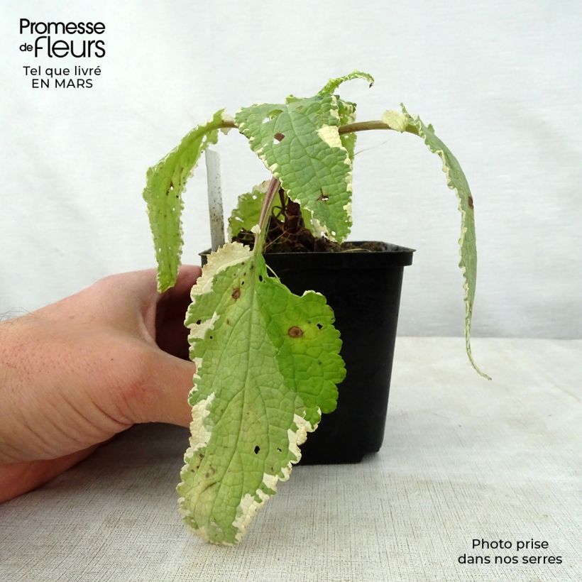 Spécimen de Scrophularia auriculata Variegata - Scrofulaire à oreillettes panachée tel que livré au printemps