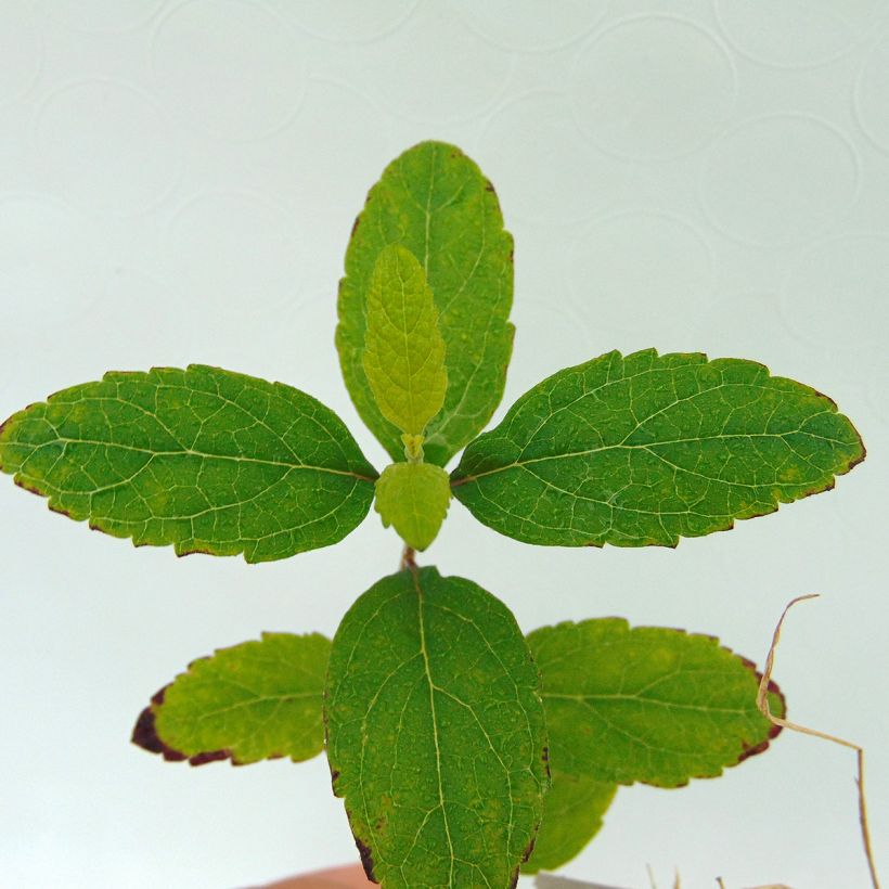 Scutellaria Incana, Scutellaire (Feuillage)