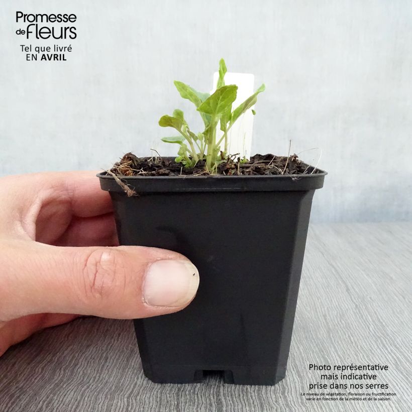 Spécimen de Scutellaria Incana, Scutellaire Godet de 9cm tel que livré au printemps