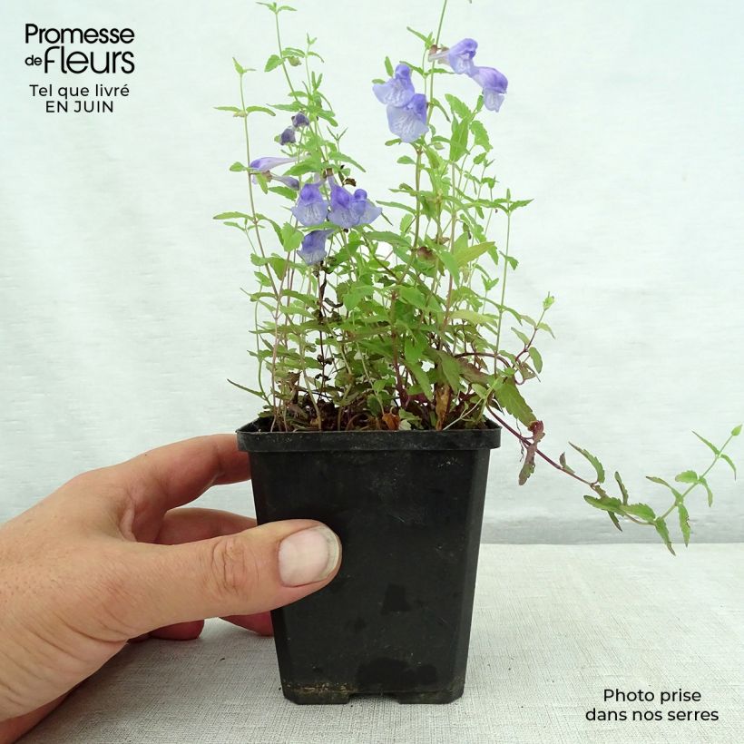 Spécimen de Scutellaria scordiifolia - Scutellaire casquée Godet de 8/9 cm tel que livré en été