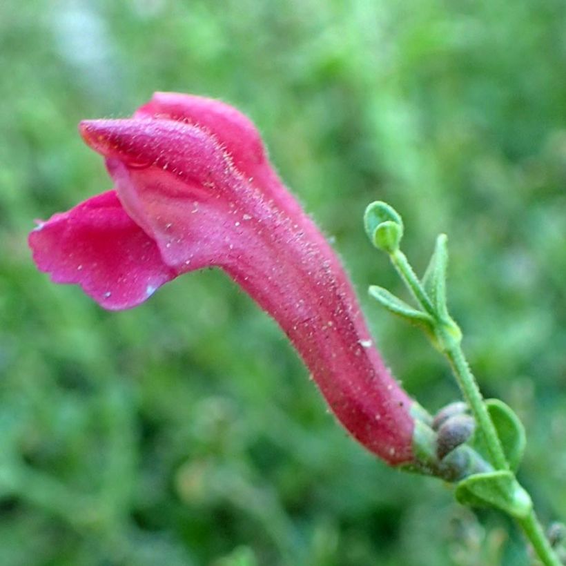 Scutellaria suffrutescens - Scutellaire (Floraison)
