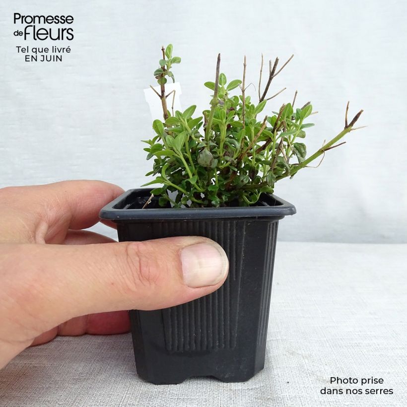 Spécimen de Scutellaria suffrutescens - Scutellaire Godet de 8/9 cm tel que livré en été