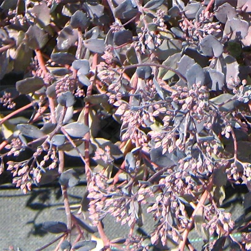 Sedum Bertram Anderson - Orpin (Floraison)