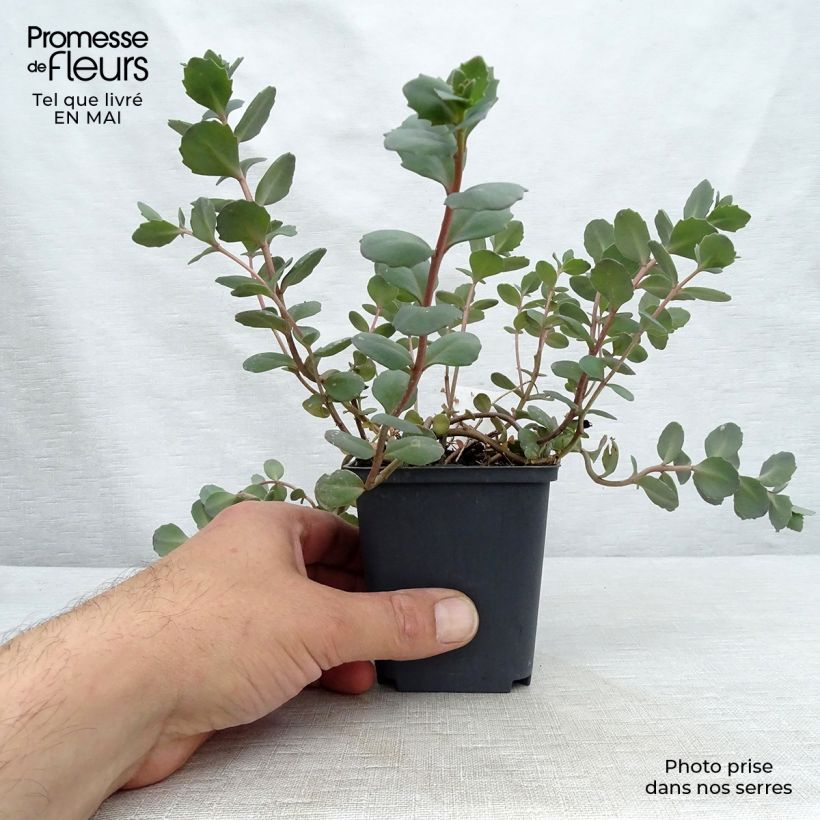 Spécimen de Sedum Bertram Anderson - Orpin Godet de 9cm tel que livré au printemps