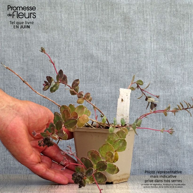 Spécimen de Sedum Bertram Anderson - Orpin Godet de 8/9 cm tel que livré en été